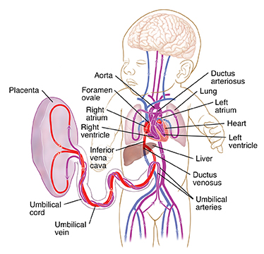 Front view of fetus and placenta showing fetal circulation.