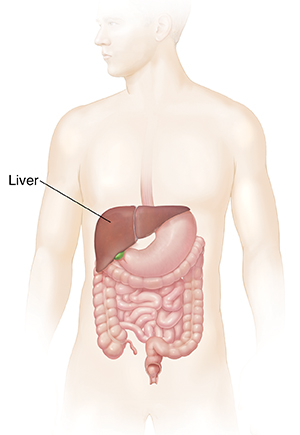 Outline of man showing digestive tract and liver.