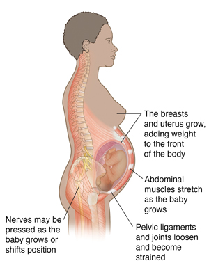 Side view of pregnant woman showing spine, spinal nerves, and muscles.