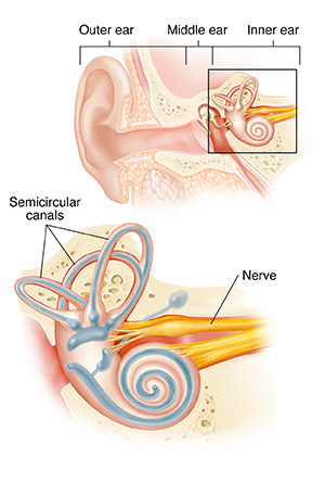 Cross section of ear showing outer, middle, and inner ear with closeup of semicircular canals.