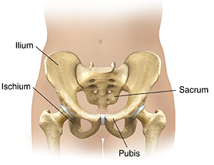 Front view of female lower abdomen showing pelvic bones. 