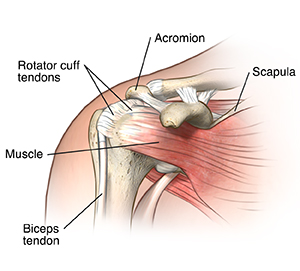 Front view of shoulder joint showing ligaments, muscles and tendons.