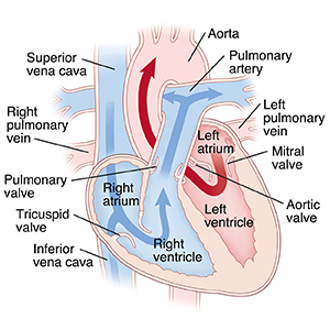 Front view cross section of heart showing flow of blood through heart.