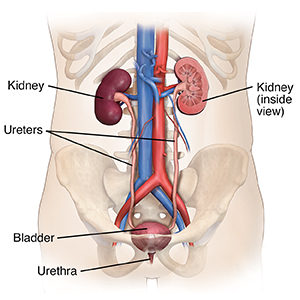Outline of human torso showing front view of urinary tract.