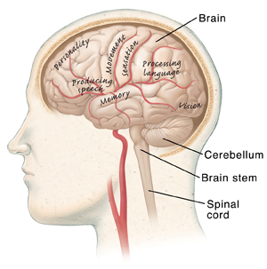 Side view of brain showing cerebellum, brain stem, and spinal cord.