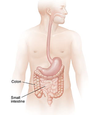 Male body showing digestive system without liver.