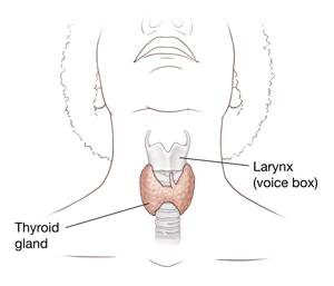 Front of neck showing thyroid gland and larynx.