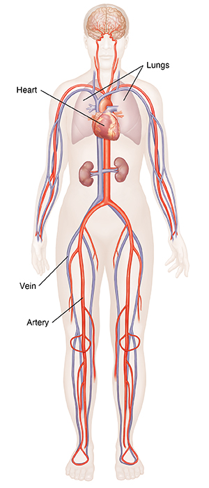 Front view of female body showing heart, arteries, and veins.