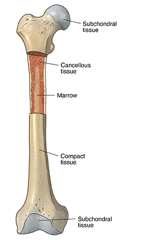 Front view of bone showing subchondral tissue, marrow, cancellous tissue, and compact tissue.