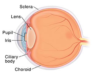 Side view cross section of eye.