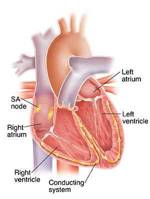 Cross section of heart showing conduction system.