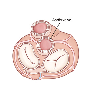 Top view of heart showing open aortic valve.