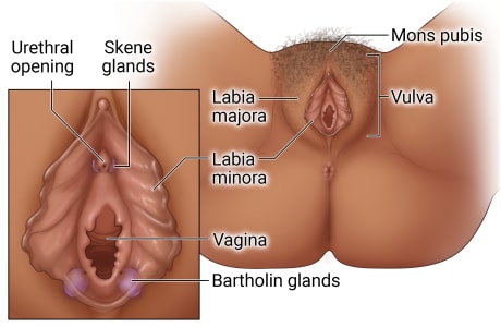 Female genital area showing parts of vulva, including mons pubis, labia majora, and labia minora, with closeup of urethral opening, Skene glands, labia minora, opening of the vagina, and Bartholin glands.