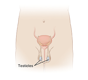 Front view of male pelvis showing penis, scrotum, testicles in scrotum, urethra, and vas deferens.