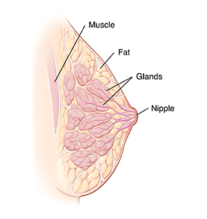 Cross section side view of breast showing nipple, glands, fat, and chest muscle.