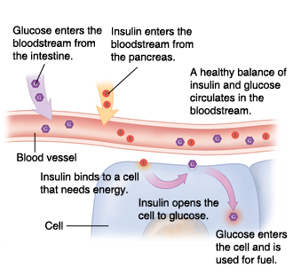 Cross section of blood vessel and cell showing insulin and glucose working together normally.