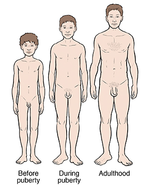 Development of man from pre-puberty through puberty to adulthood.