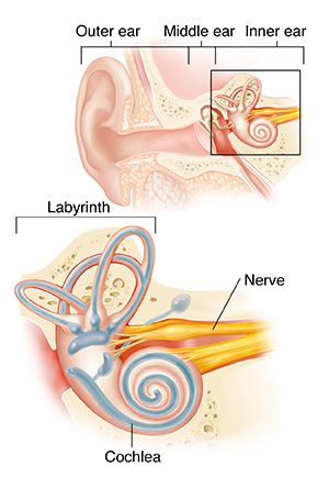 Cross section of ear showing outer, middle, and inner ear with closeup of cochlea