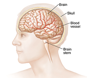 Side view of head and brain.
