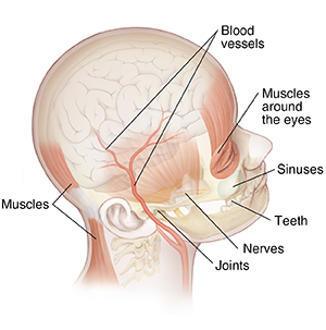 View of side of head slightly from top showing headache causes.