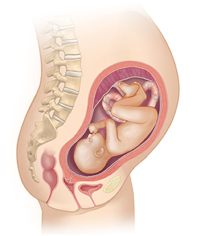 Side view of female body showing reproductive system and 7 month fetus.