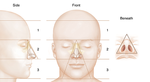 Front, side, and lower view of head showing nose cartilage in relation to facial proportions.