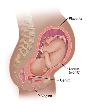 Side view of female body showing reproductive system and 8 month fetus.