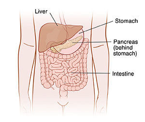 Outline of child's abdomen showing stomach, pancreas, intestine, and liver.