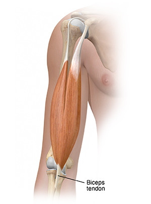Front view of upper arm showing biceps muscle.