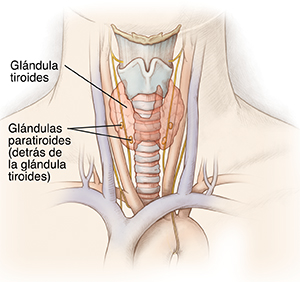Contorno de la parte frontal del cuello donde se observan la tiroides, la imagen sombreada de la paratiroides, los vasos sanguíneos y los nervios circundantes.
