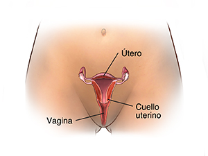 Vista frontal de la pelvis de una mujer, donde se observa un corte transversal del útero, del cuello uterino y de la vagina.