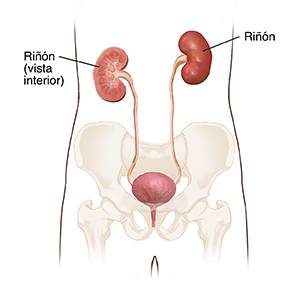 Vista delantera del aparato urinario que muestra los riñones, los uréteres y la vejiga. Corte transversal donde se observa un riñón.