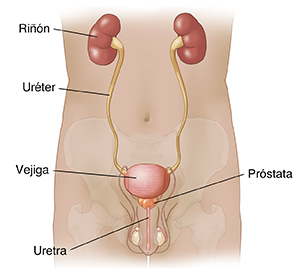 Vista frontal de un contorno masculino donde pueden verse los sistemas urinario y reproductor.