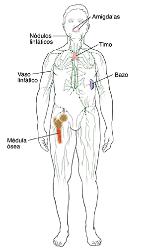 Vista frontal del contorno de un hombre donde se observa el sistema inmunitario, incluidos la médula ósea, las amígdalas, el sistema linfático, el bazo y el timo.