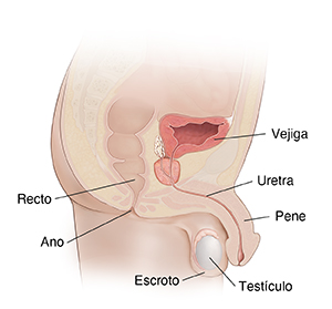 Corte transversal de una pelvis masculina donde se ven los órganos reproductores.
