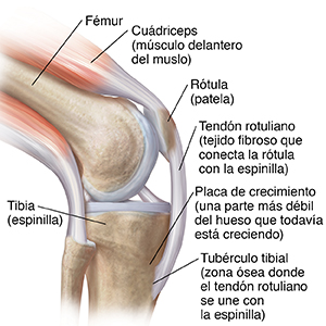 Vista lateral de una rodilla flexionada donde se observan los músculos del cuádriceps.