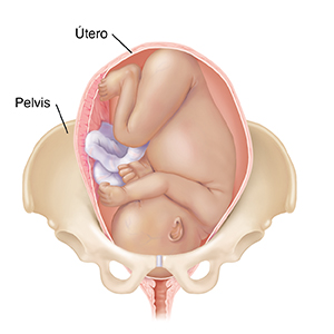 Vista frontal de un feto a término completo en un útero en los huesos pélvicos, con la cabeza hacia abajo.