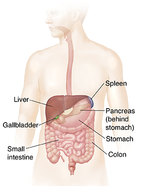 Outline of man showing gastrointestinal system.