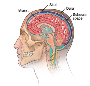 Side view of head and neck with cross section of brain showing dura.