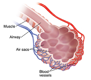 Bronchiole and alveolar sac with blood supply.