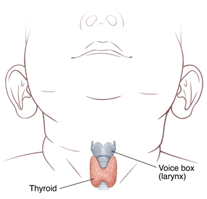 Front view of baby's neck showing the voice box and thyroid.