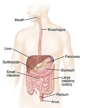 Outline of man showing gastrointestinal system.