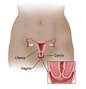 Location of uterus, ovaries, cervix, and vagina in lower belly with closeup cross section of cervix.
