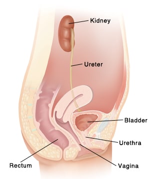 Female urinary tract, from kidney, to ureter, to bladder, and urethra, and showing openings of vagina and rectum.