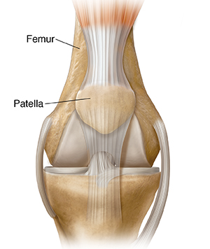 Front view of knee with location of femur and patella.