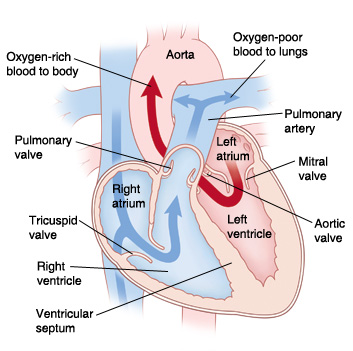 Four-chamber cross section of the heart showing normal blood flow.