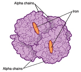 Structure of hemoglobin molecule with beta thalassemia.