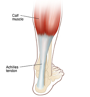Back view of foot and calf showing bones, calf muscle, and Achilles tendon.